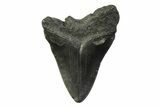 Fossil Megalodon Tooth - South Carolina #341391-1